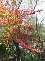 2008-10-11_Tiverton_Trustom 075